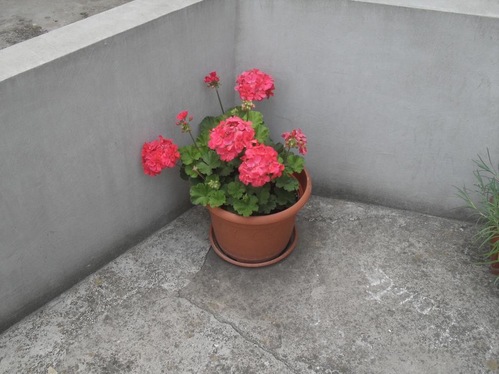 Apartment Maja Zadar Habitación foto